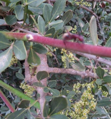 Searsia pterota
